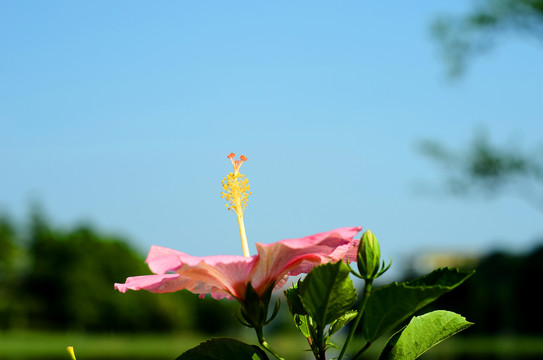 扶桑花