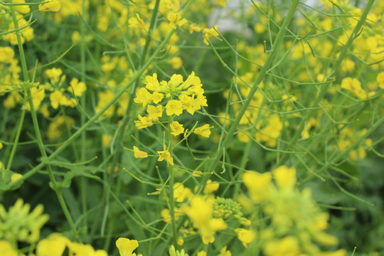 油菜花