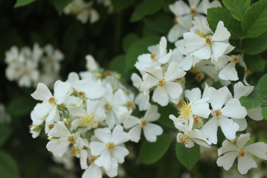 木香花蔷薇