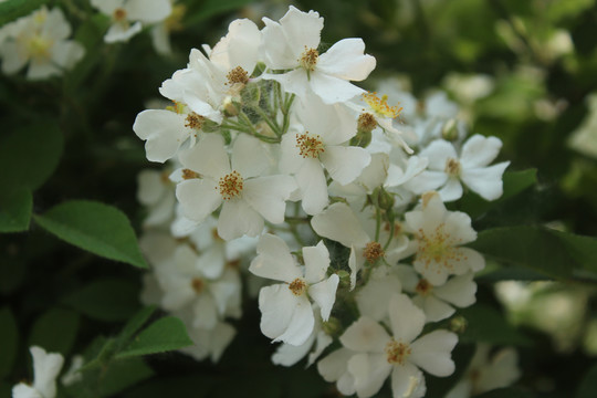 木香花蔷薇