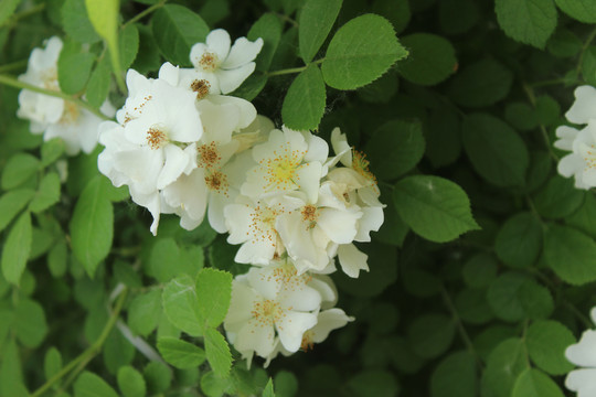 木香花蔷薇