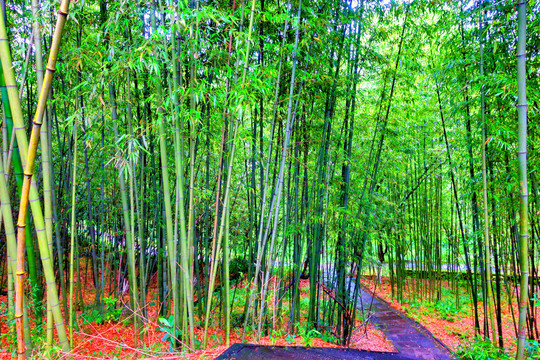竹林小路