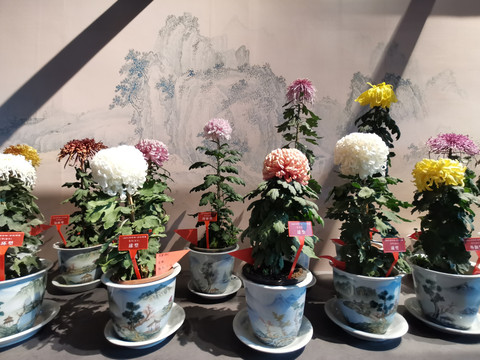 狮子林菊花展