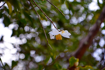 茶油花