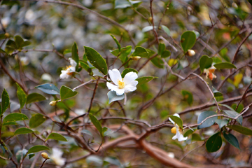 茶油花