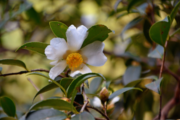 茶油花