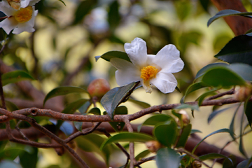 茶油花