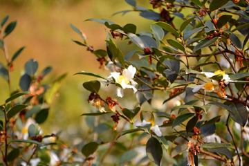 茶油花