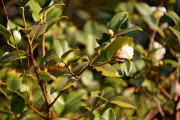 茶油花