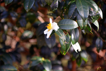 茶油花