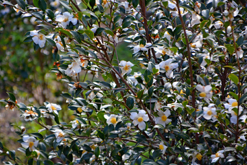 茶油花