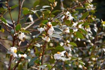 茶油花