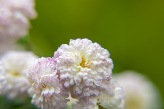 菊花特写