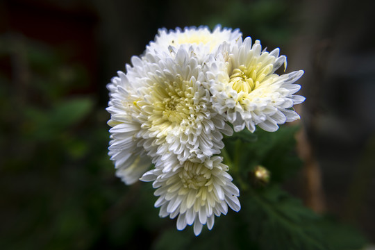 菊花特写