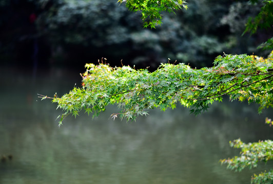 鸡爪槭