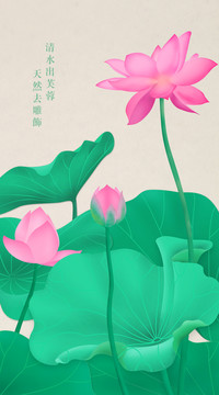 荷花精細(xì)分層