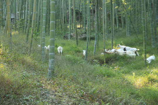 竹林里的山羊