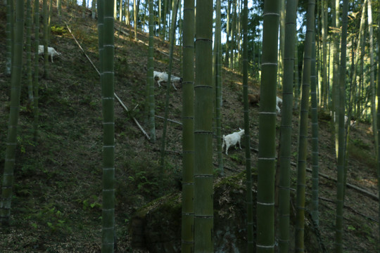 竹林里的山羊