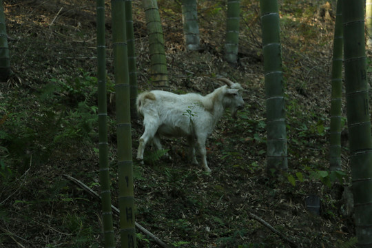 竹林里的山羊