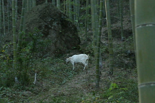 竹林里的山羊