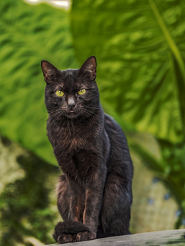 猫咪猫星人