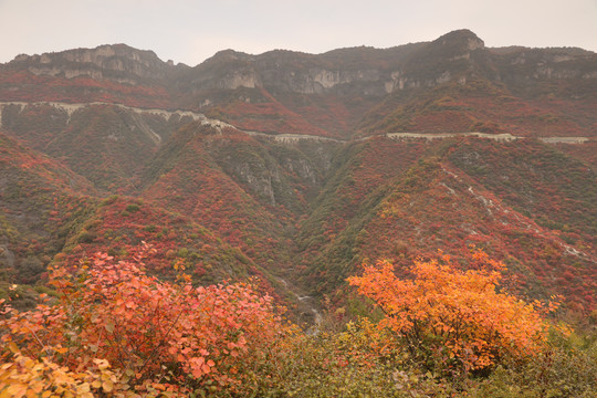 太行山庄子岭红叶