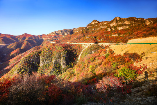 太行山庄子岭红叶