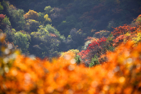 太行山庄子岭红叶