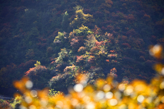 太行山庄子岭红叶