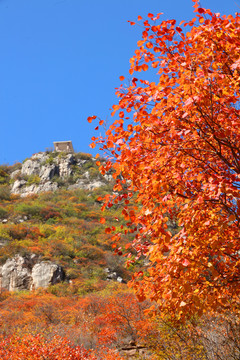 太行山庄子岭红叶