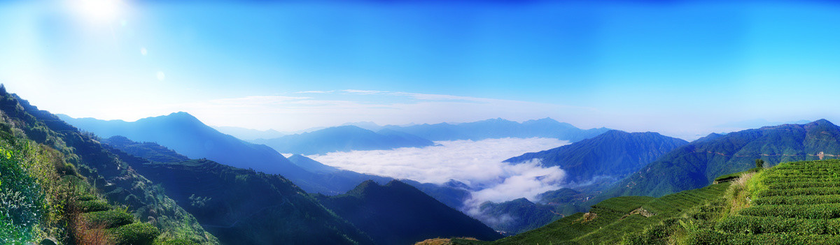 高山茶园