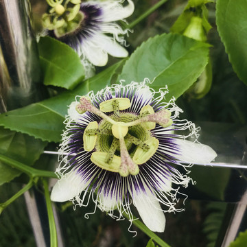 百香果花