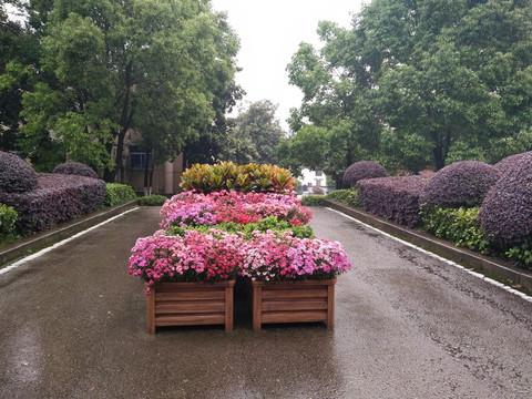 花卉及花箱