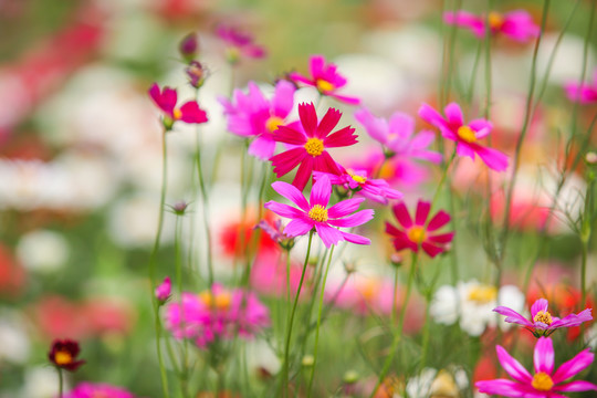 繁花似锦