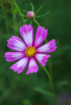 繁花似锦