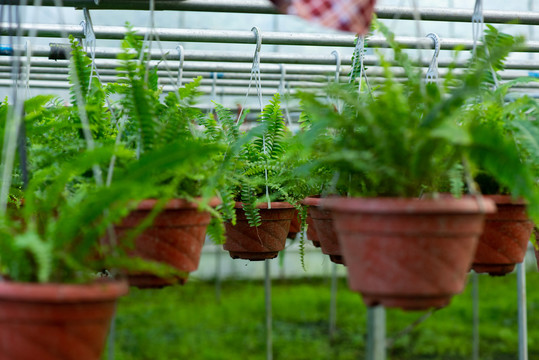 绿色盆栽植物