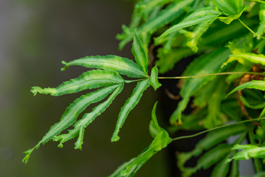 绿色盆栽植物