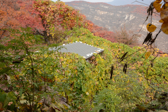 北京坡峰岭秋天