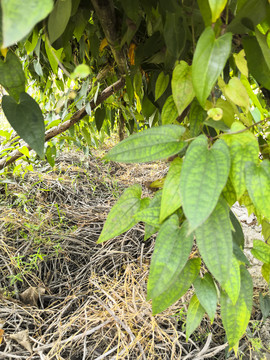 山药植物