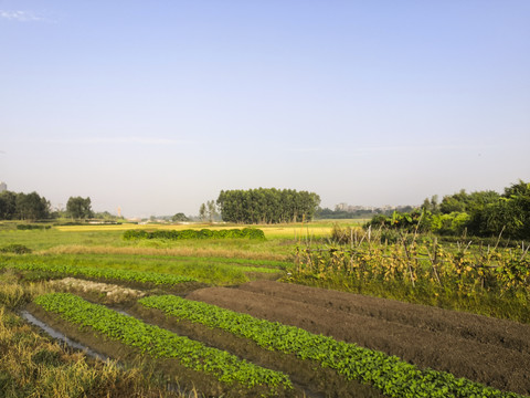 田野