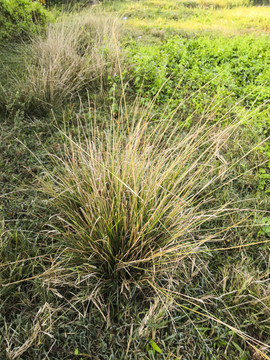 枯黄野草