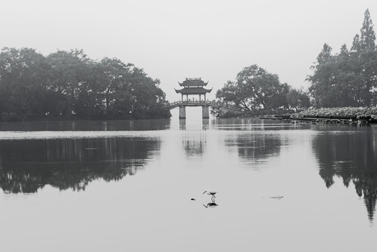 杭州西湖曲院风荷岳湖晨景