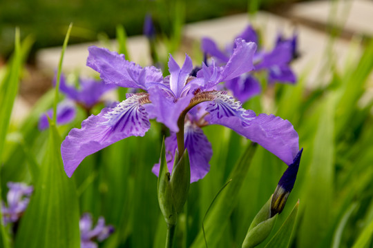 花卉素材