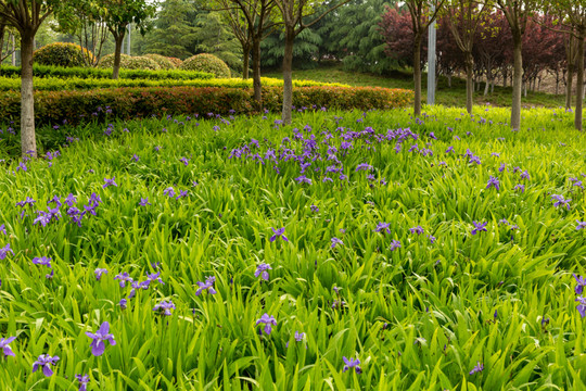 花丛素材