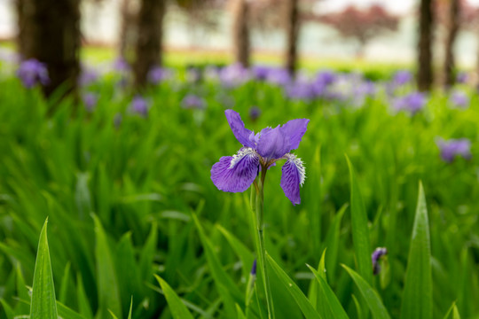 花卉素材