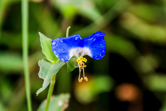 竹节菜