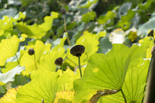 荷花池塘