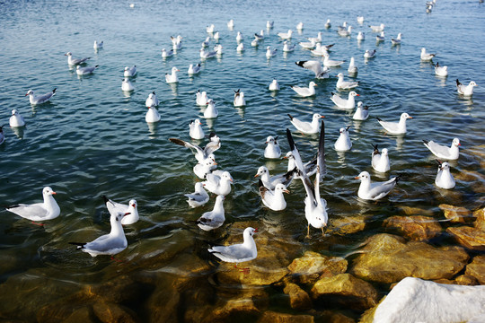 青海湖的斑头雁