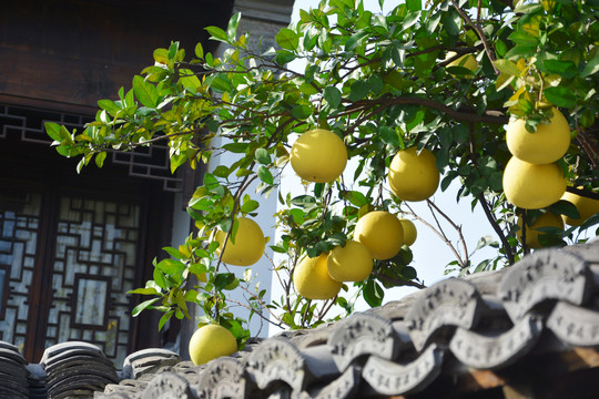 建筑与柚子果实