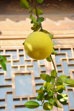枝头柚子